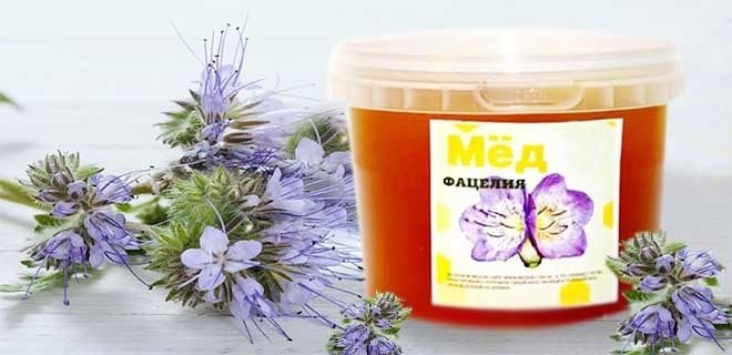 мед из фацелии полезные свойства