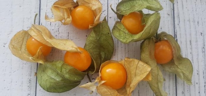 виды физалиса