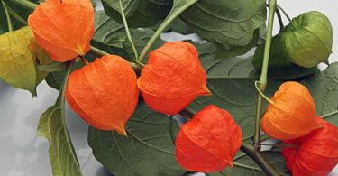 физалис земляничный