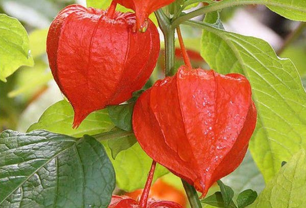 что такое физалис и как его едят