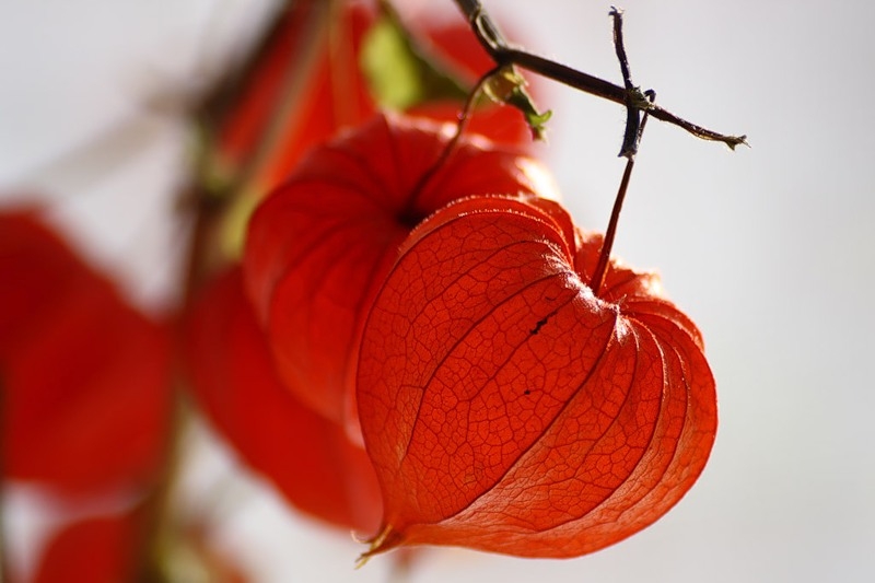 физалис овощной выращивание и уход фото