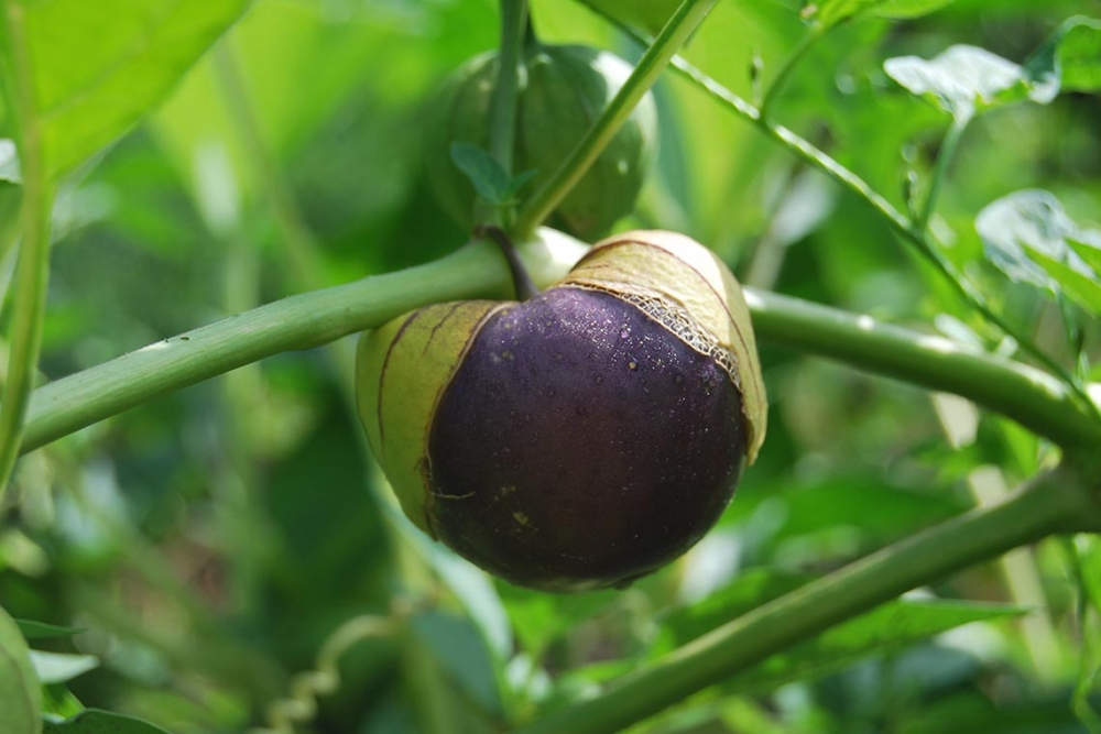 физалис земляничный выращивание и уход фото