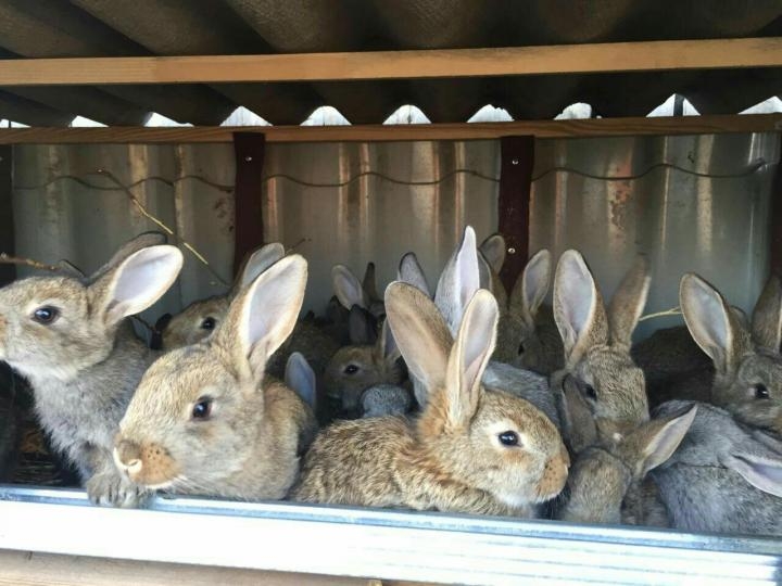 белый фландр