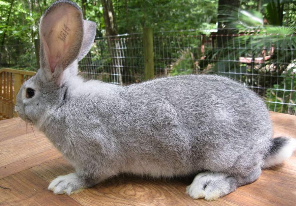 Кролик фландр описание породы с фото