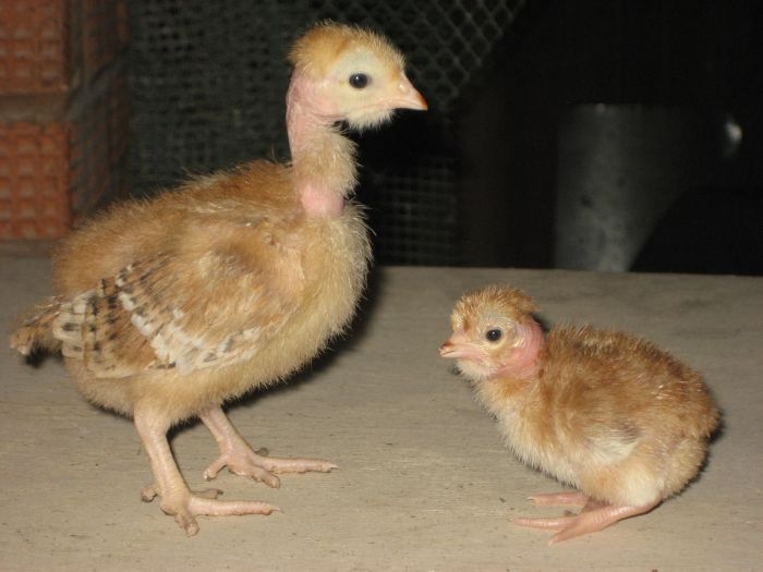 куры голошейки