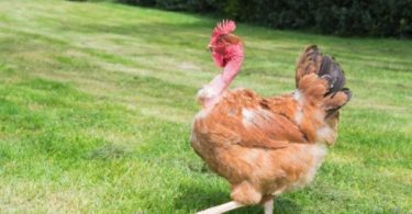 Голошейная порода кур
