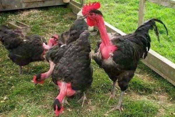 куры голошейки