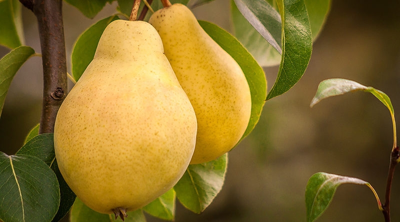 груша киффер описание сорта фото