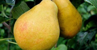 груши сорта Киффер