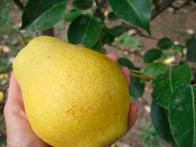 груша киффер описание сорта фото