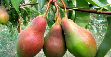 сорт груши Талгарская красавица