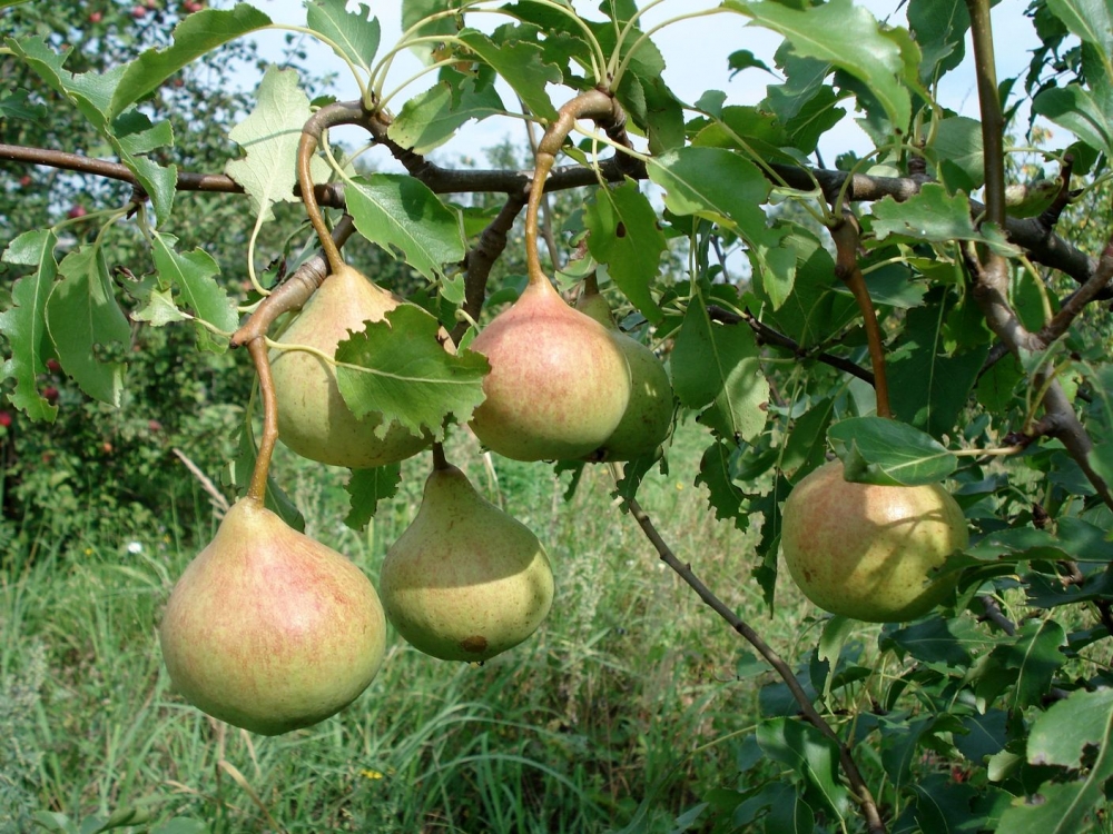 груша талгарка