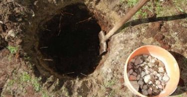 посадка груши осенью