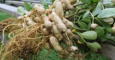 вырастить арахис на огороде