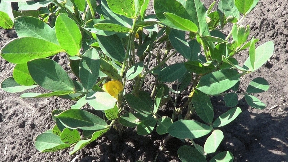 родина арахиса