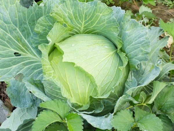 капуста слава описание сорта