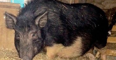 Порода свиней Кармалы