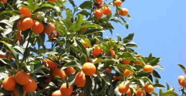 кумкват фото