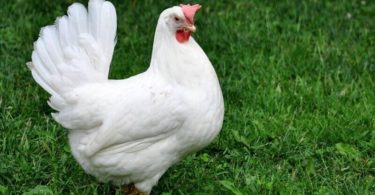 Куры Леггорн