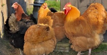 породы кур Орпингтон