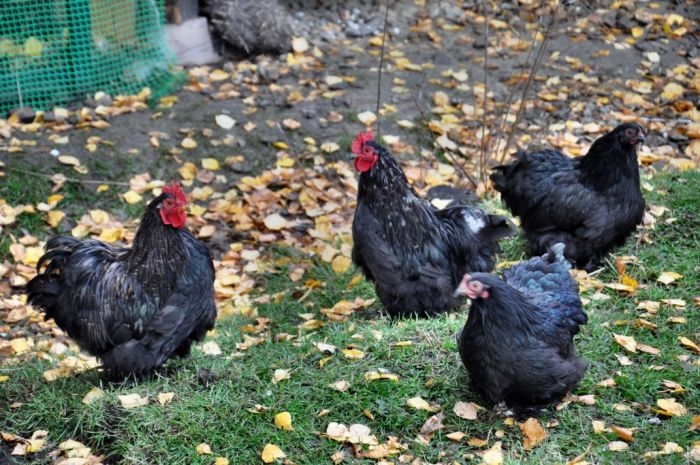 орпингтон парцеляновый