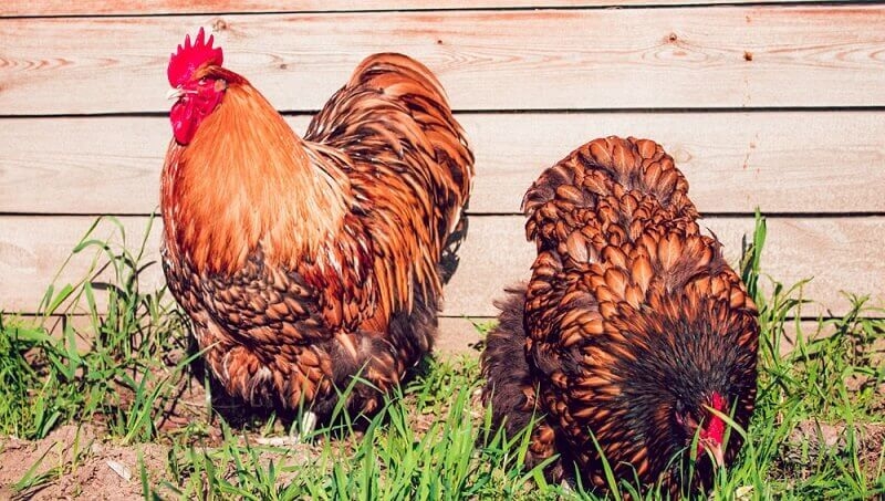 орпингтон парцеляновый