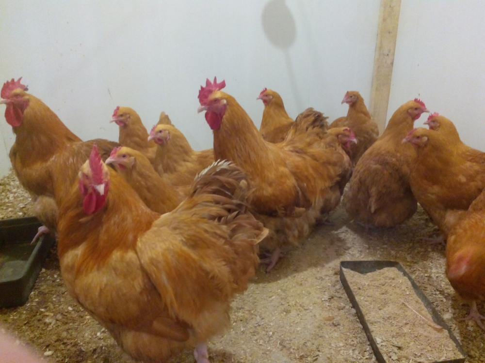 орпингтон порода кур описание