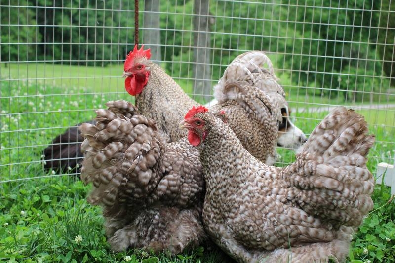 орпингтон парцеляновый