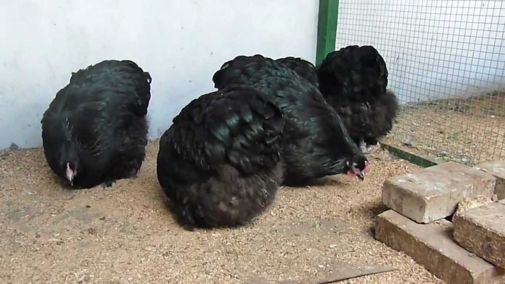 орпингтон порода кур описание