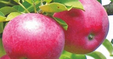 сорт яблони Лобо