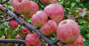 сорт яблони Мельба