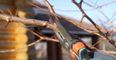 схема обрезки груши осенью