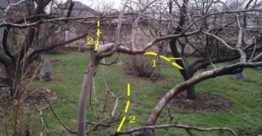 схема обрезки яблони осенью