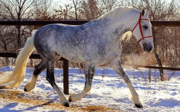 орловская порода лошадей