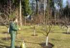 осеннее опрыскивание плодовых деревьев