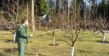 осеннее опрыскивание плодовых деревьев