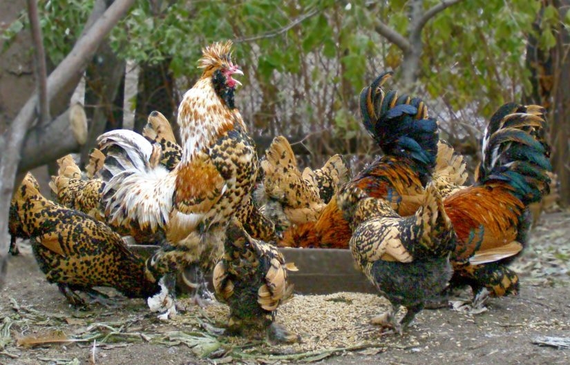 Pavlovské zlaté plemeno kuřat