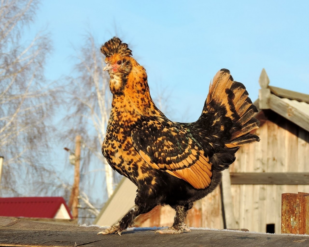 Popis plemene pavlovianských kuřat