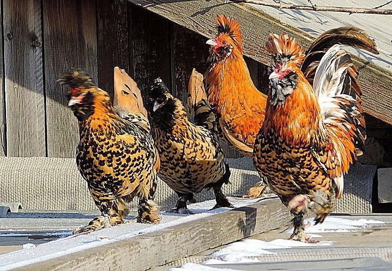 Foto Pavlovské plemeno kuřat