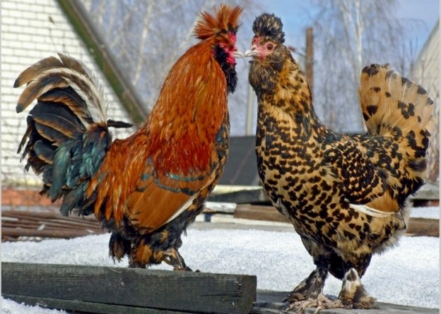 Pavlovské zlaté plemeno kuřat