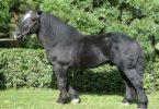 лошадь породы Першерон
