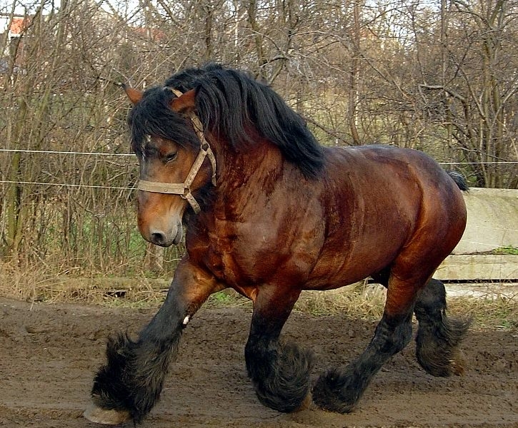 лошадь породы першерон