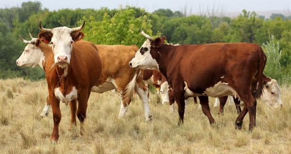 высокоудойные породы коров