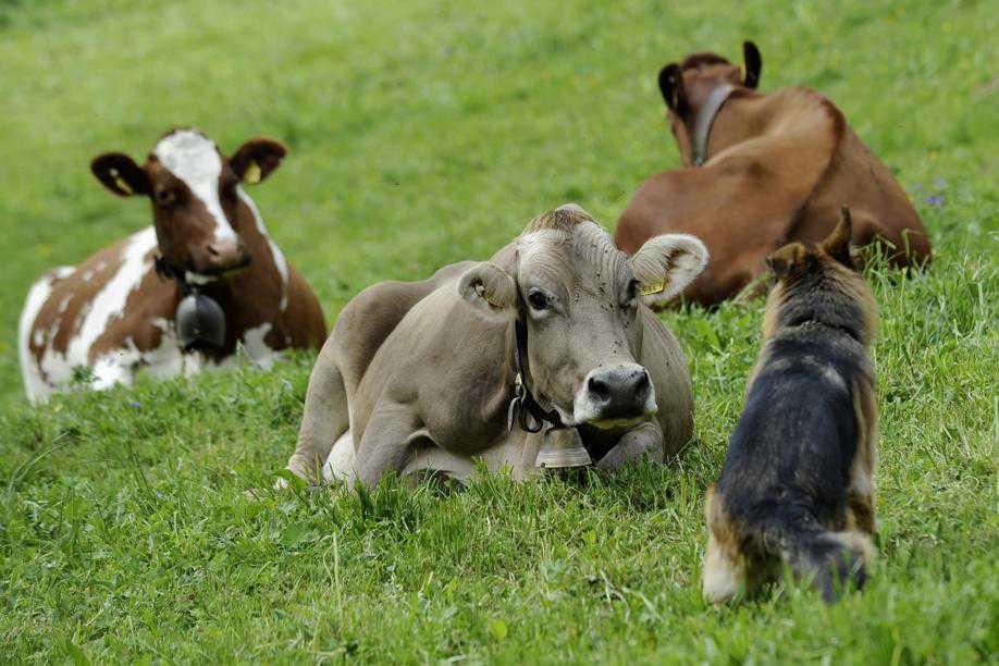 породы коров с фото и описанием