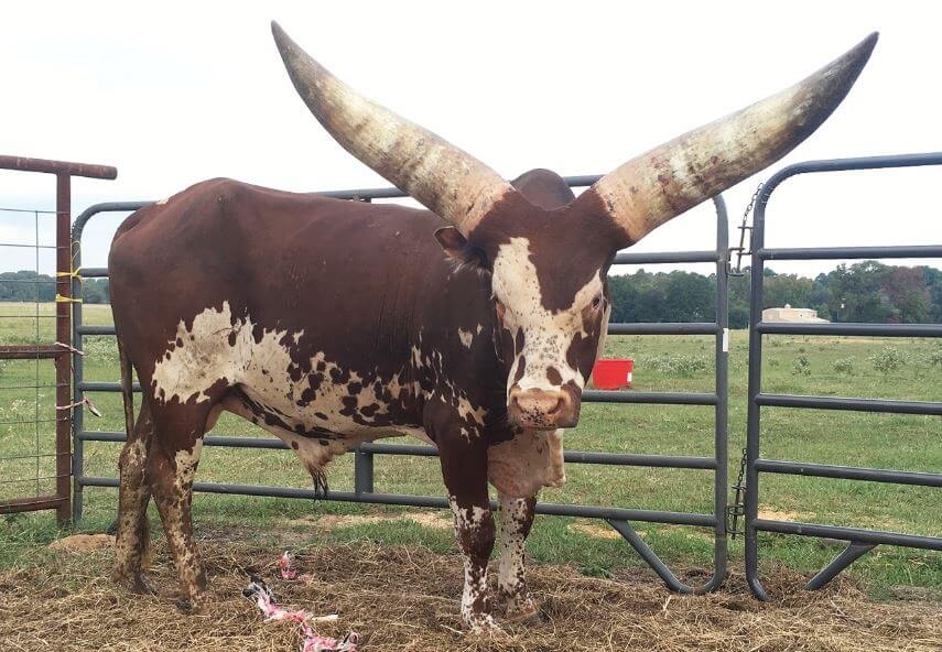 высокоудойные породы коров