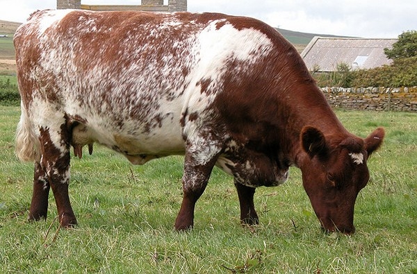 самая молочная порода коров