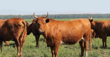 Породы коров