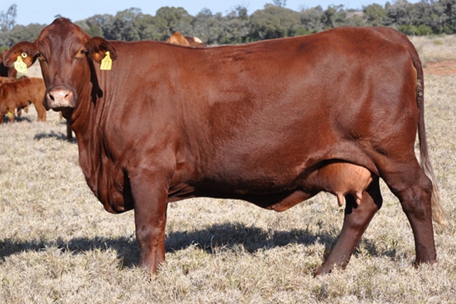 породистые коровы