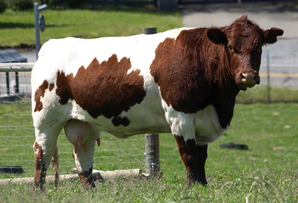 высокоудойные породы коров