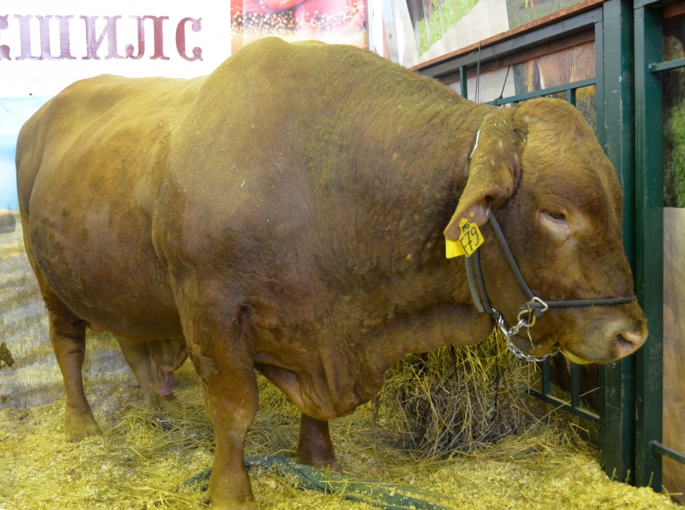 мясо молочные породы коров
